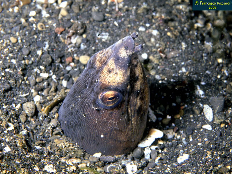 Ophichthus melanochir (Anguilla serpente dalla coda nera)